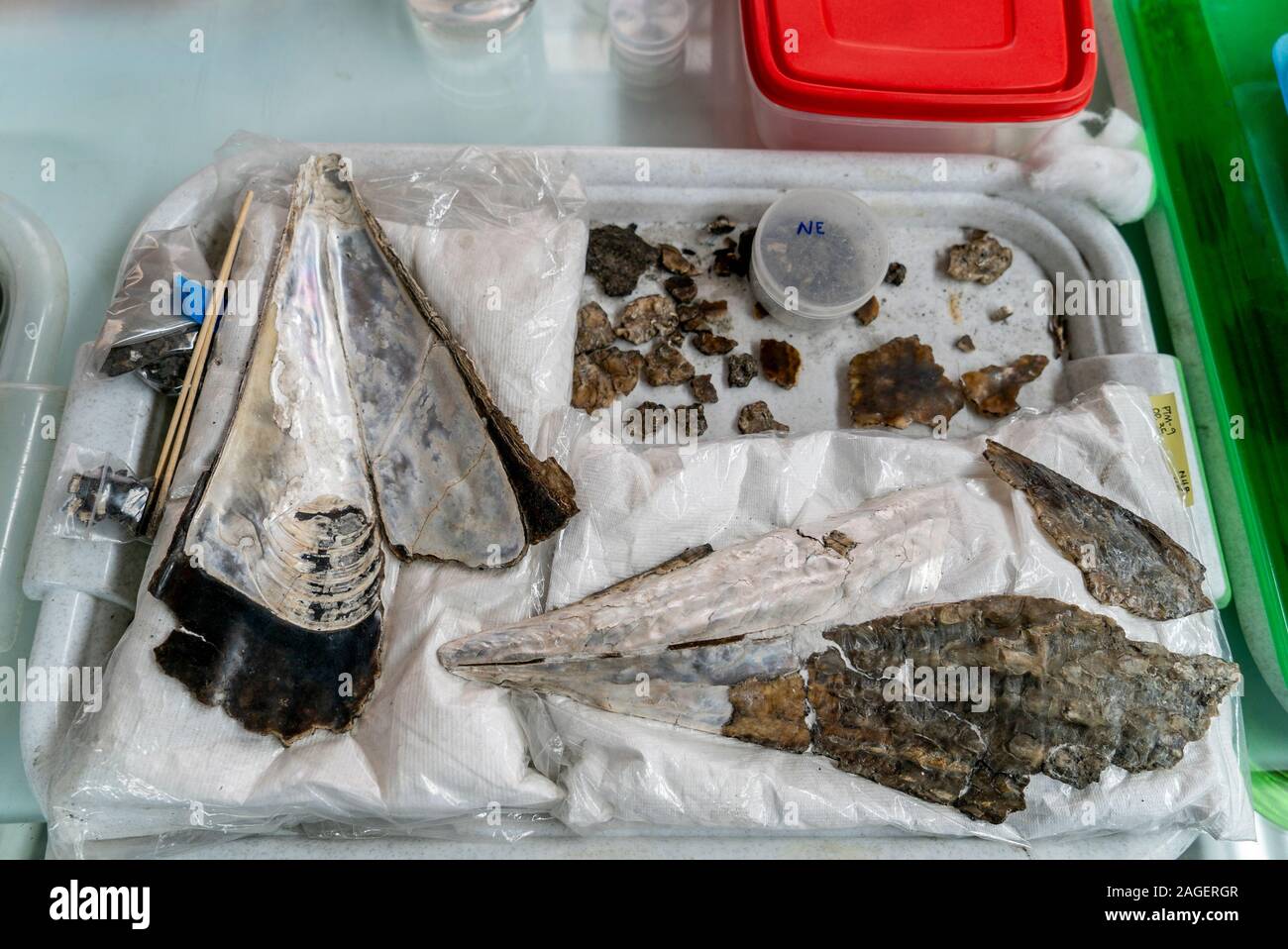 Mexiko Stadt, Mexico. 02nd Dec, 2019. Shells, restored after being ...