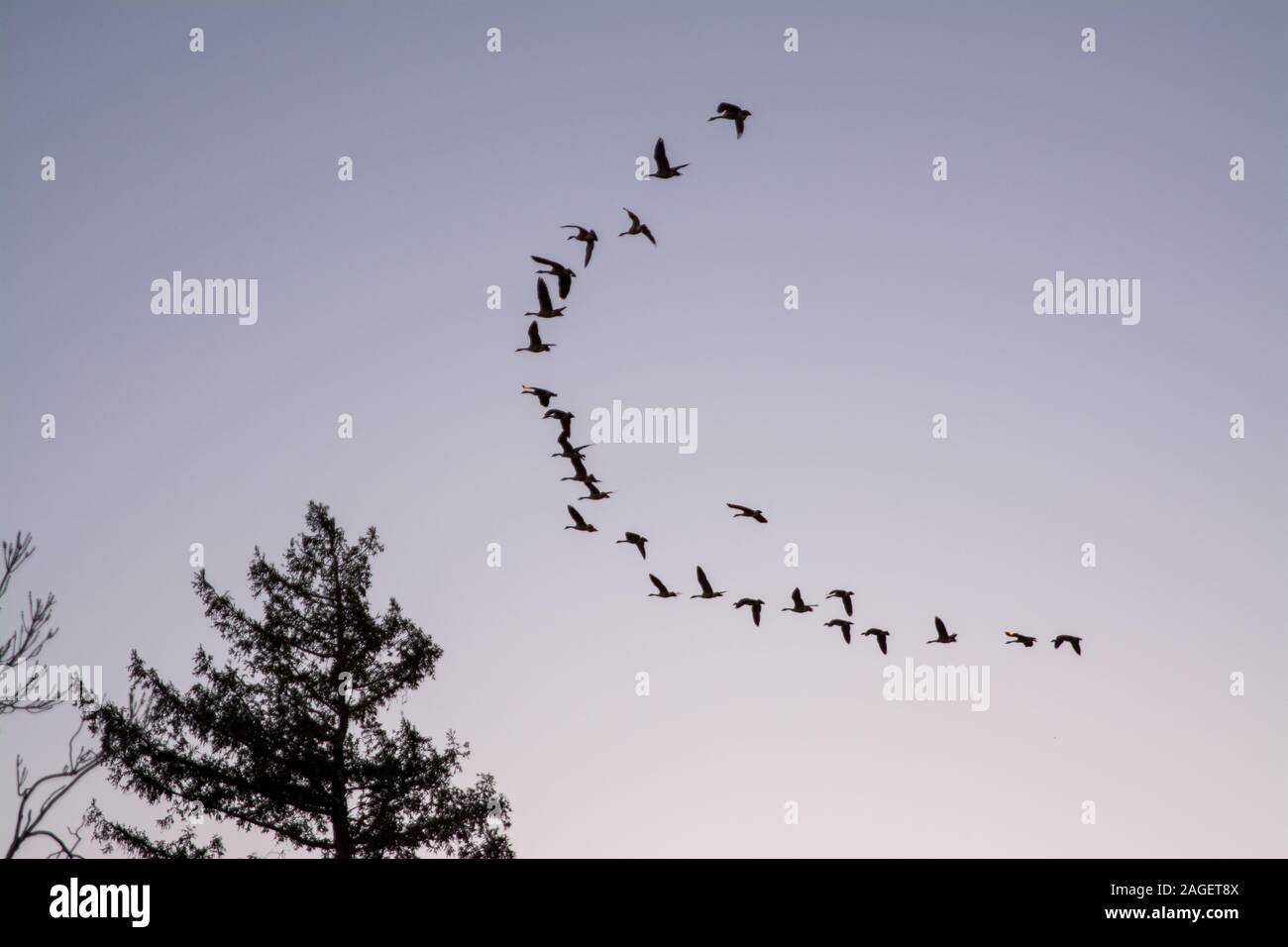 geese flying in V formation migration Stock Photo - Alamy