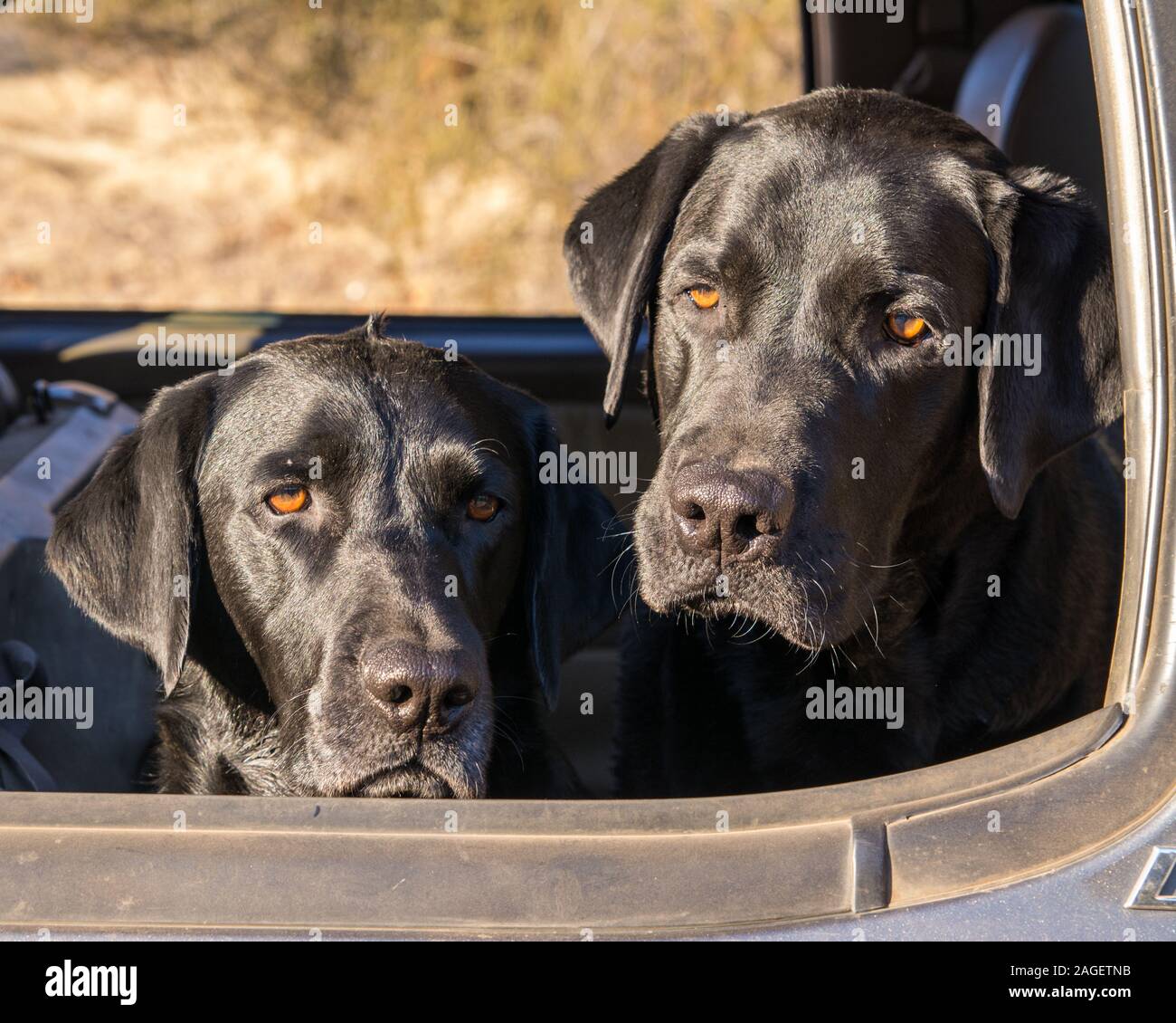 two black Labrador retrievers looking out car window Stock Photo Alamy