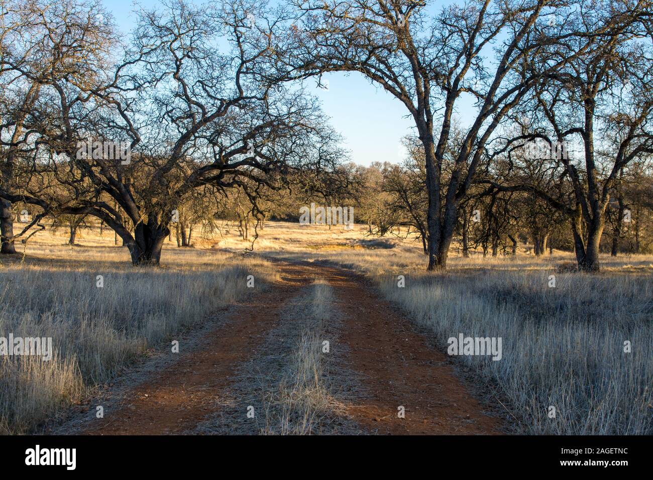 old dirt road through oak trees Stock Photo Alamy