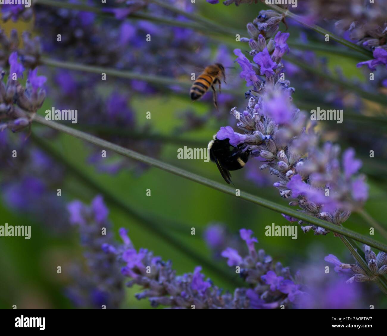 Bees in search of nectar from lavender flowers. Stock Photo