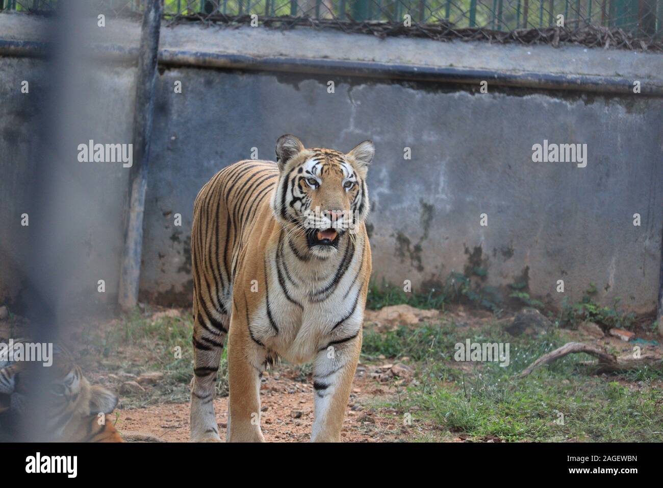 Tamilnadu wildlife hi-res stock photography and images - Alamy