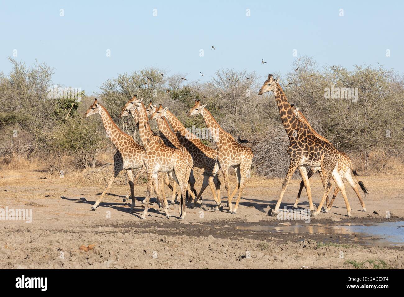 Southern Giraffe herd running in Kruger National Park, South Africa Stock Photo