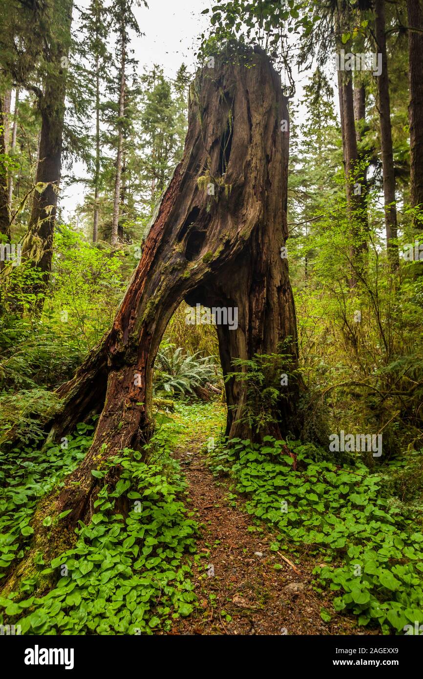 Mora washington hi-res stock photography and images - Alamy