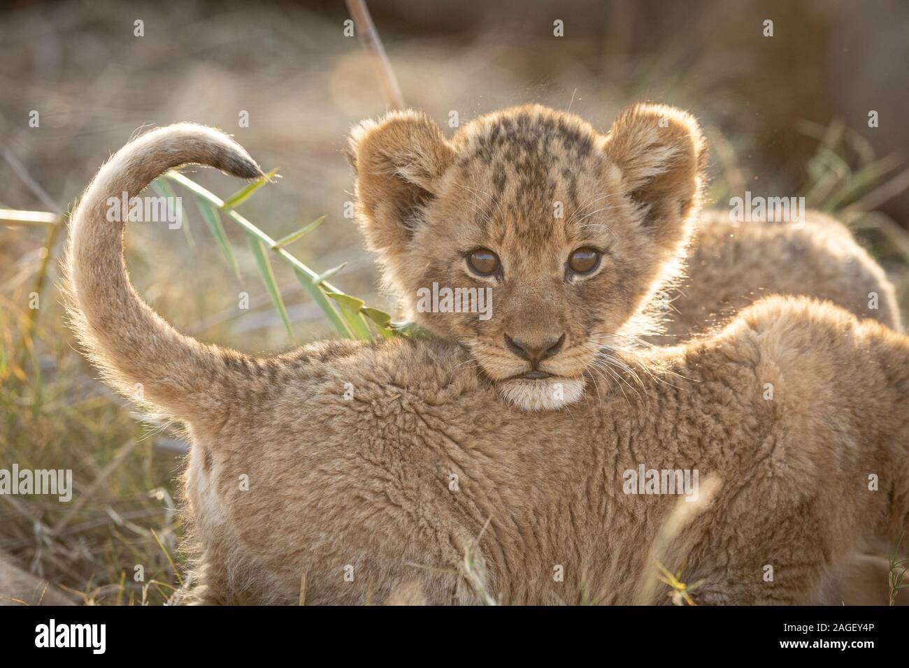 Young African baby Lion cub resting on his siblings back, Kruger Park, South Africa Stock Photo