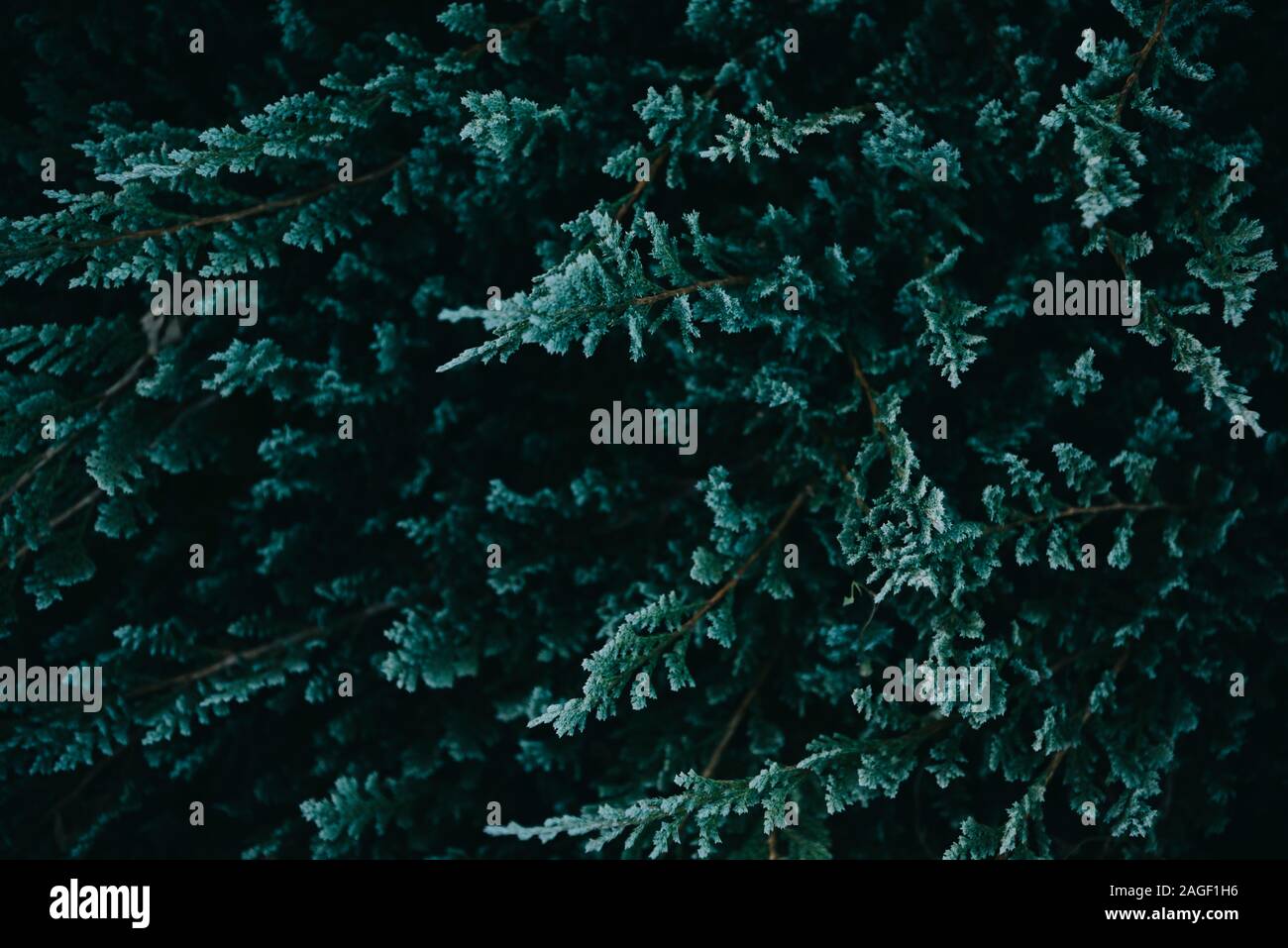 Dark green nature background from above. Top view of coniferous tree  branch. Creative ecology textured pattern layout. Abstract plant wallpaper  Stock Photo - Alamy