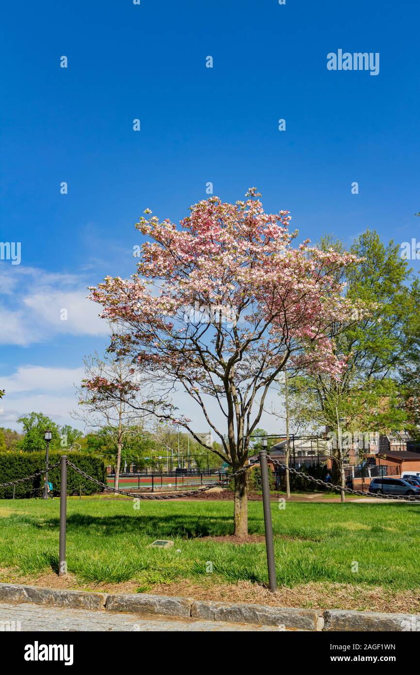 Pink flower blossom at Johns Hopkins University, Baltimore Stock Photo