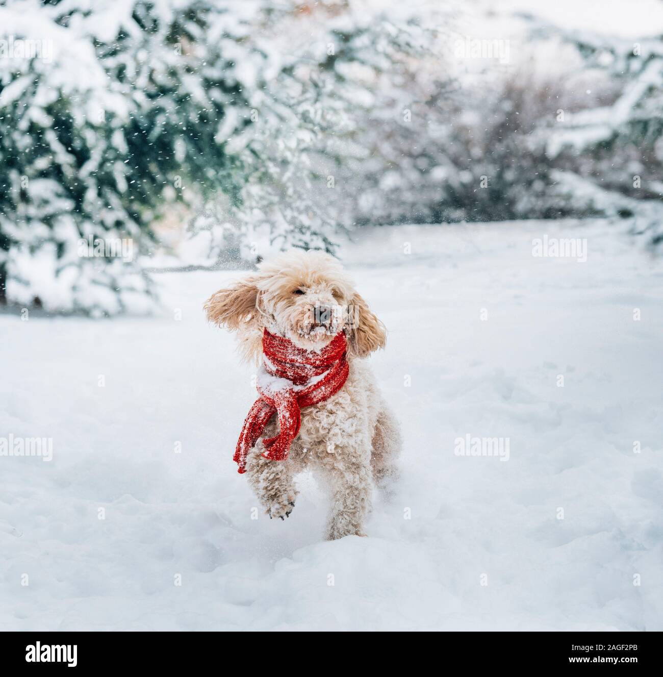 Pets Playing In Snow Cute Puppies Playing In Snow
