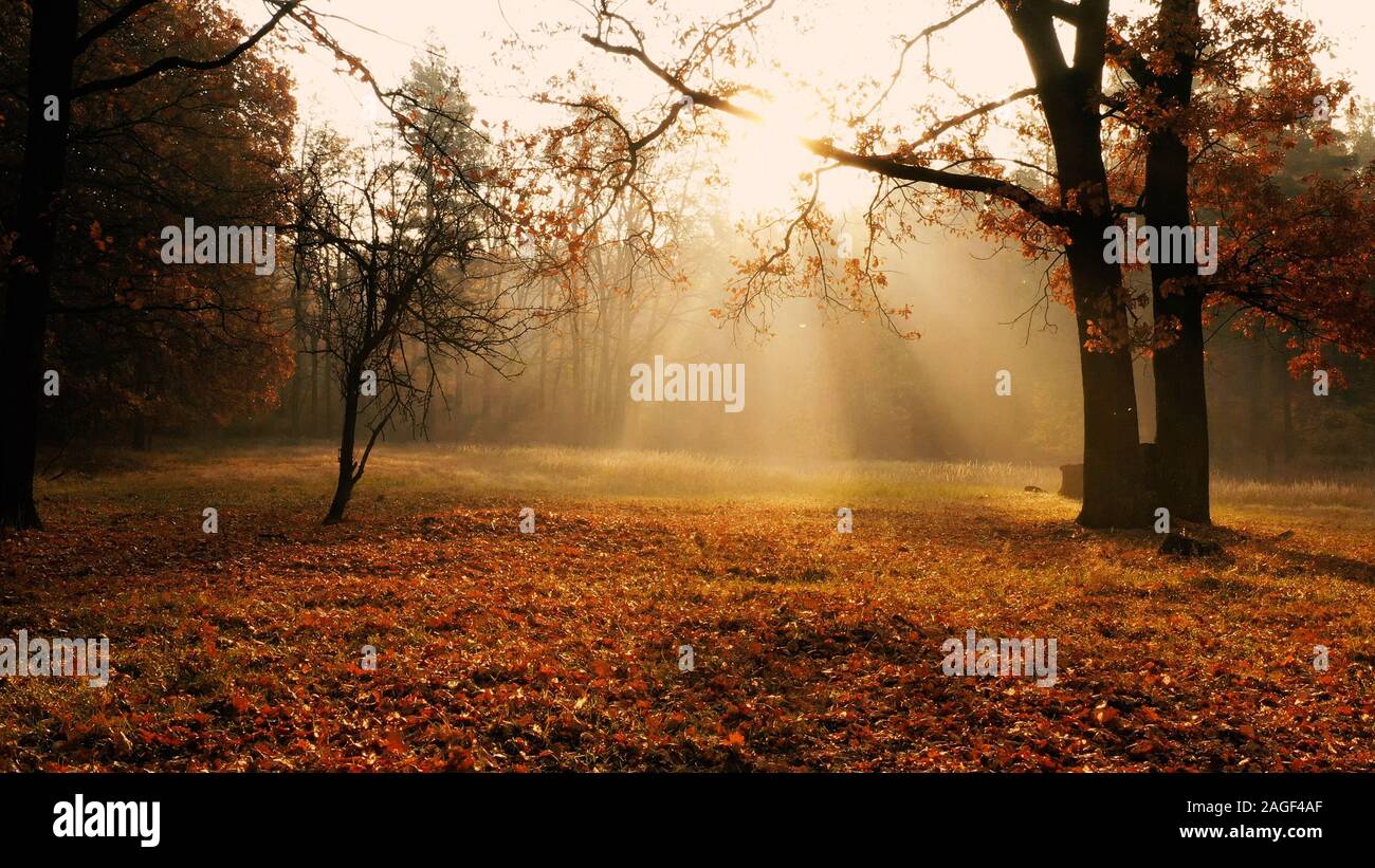 Sunlit glade in the autumn yellow forest Stock Photo
