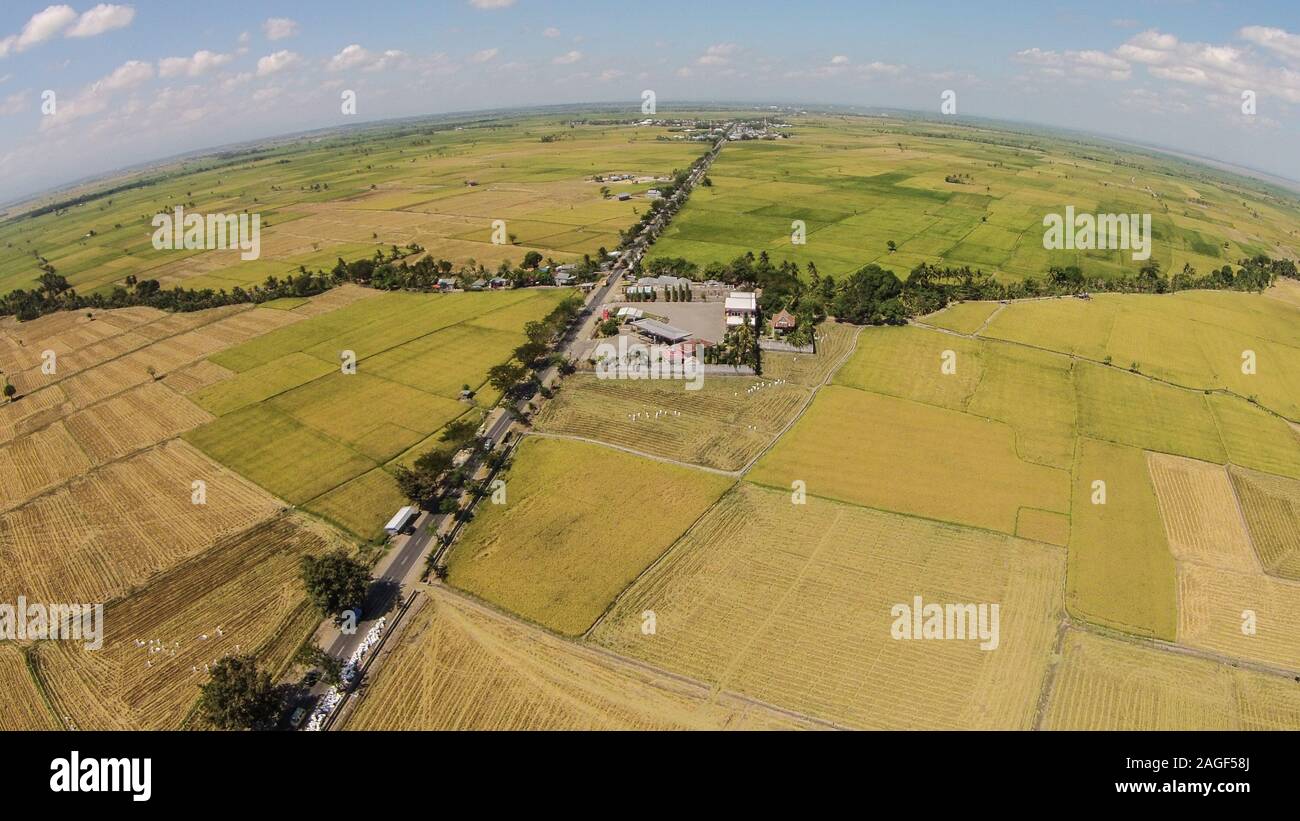 Rice paddy Harvest season in Sidrap ricefield. Sidrap or Sidenreng Rappang is well known as one of the most rice producer in the area. Stock Photo