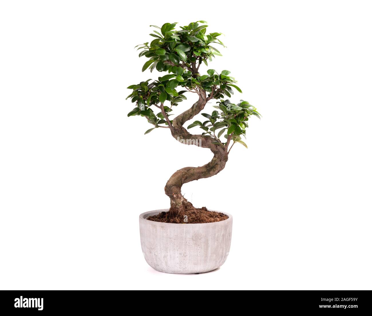 Beautiful bonsai tree isolated on hi-res stock photography and images -  Page 3 - Alamy