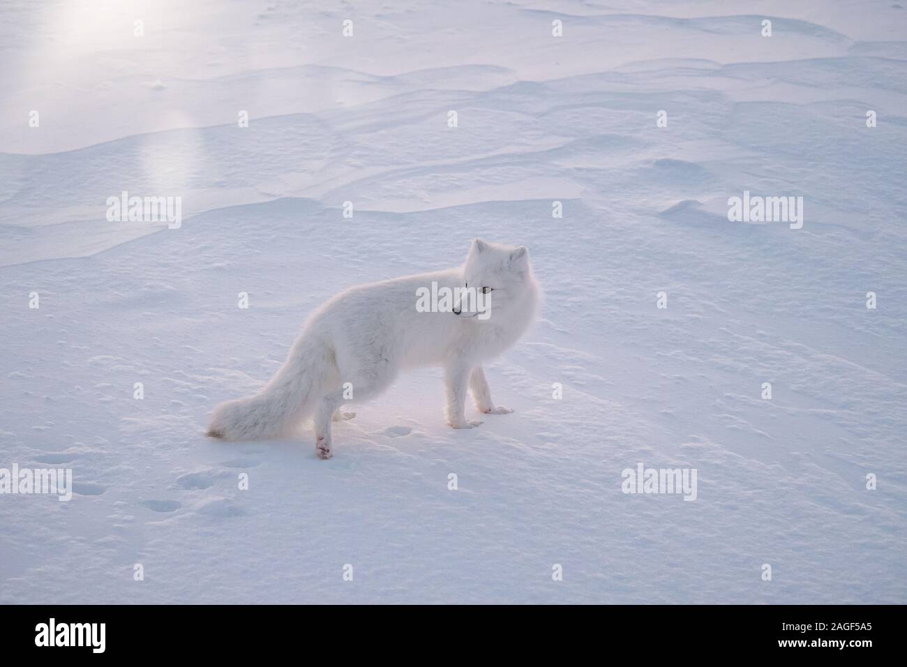 An Arctic fox (vulpes lagopus) standing in the snow on a very cold morning, near Churchill, Manitoba, Canada. Stock Photo