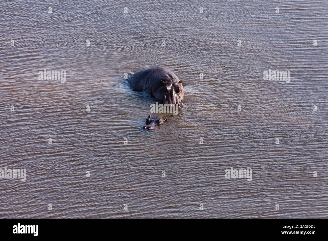 Hippo with calf floating on pond, swanp and wetlands, river, aerial view of Okavango delta, by helicopter, Botswana, Africa Stock Photo