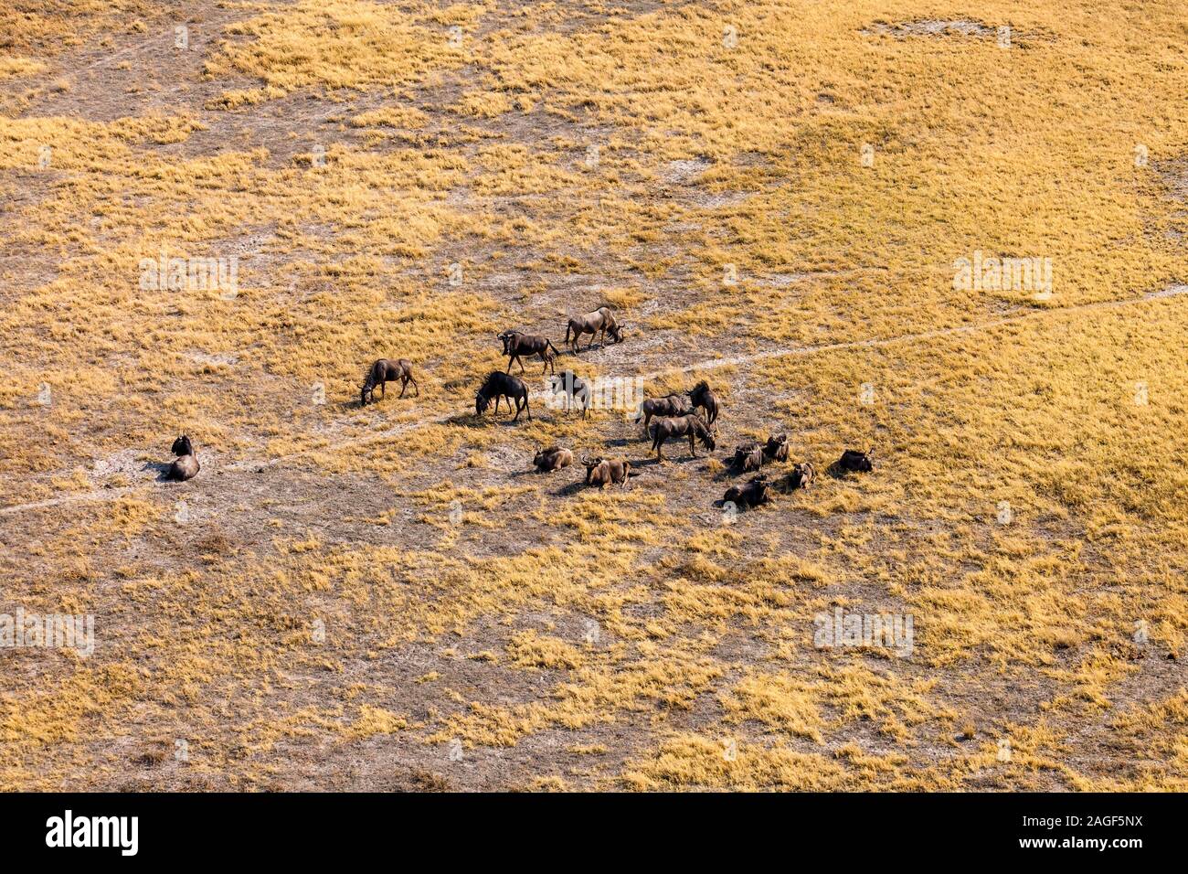 Wildebeests herding on savannah, aerial view, Okavango delta ...