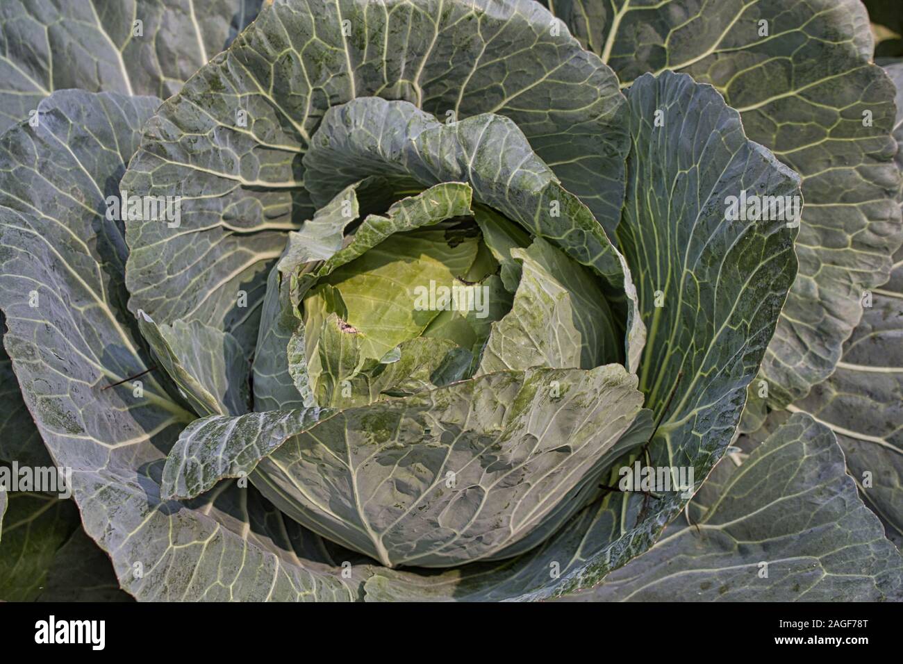 Raw cabbage freshly harvested in Dieng, Central Java, Indonesia Stock