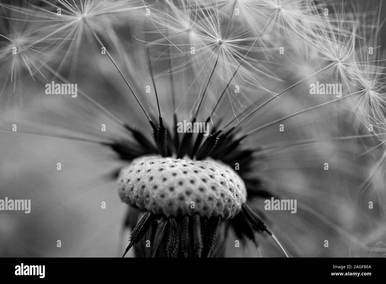 Closeup of dandelion seed/ conceptual image of luck and good wishes Stock Photo