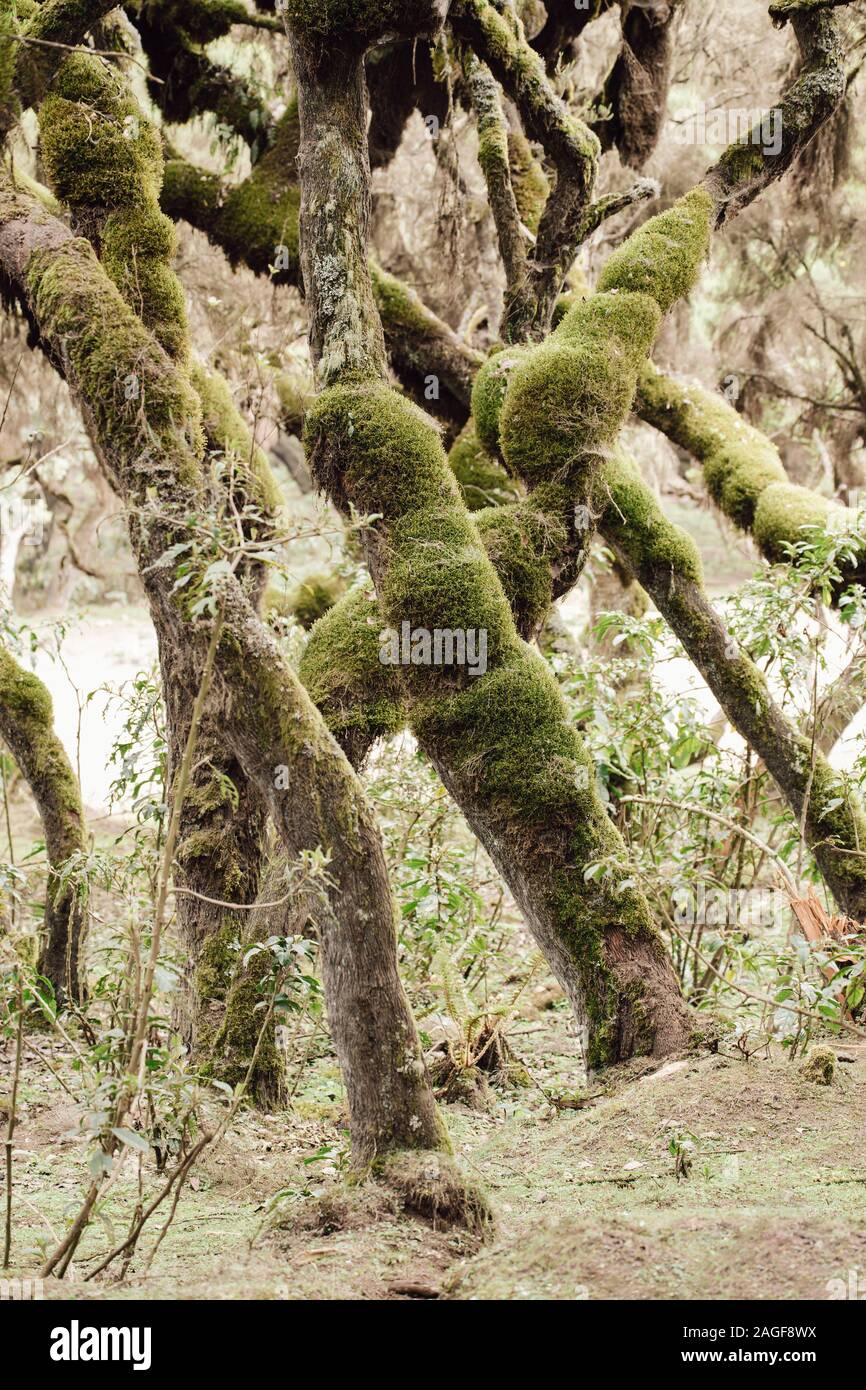 Harenna Forest mystical landscape, Bale Mountains. last remaining natural forests in the country. Oromia Region, Ethiopia wilderness Stock Photo