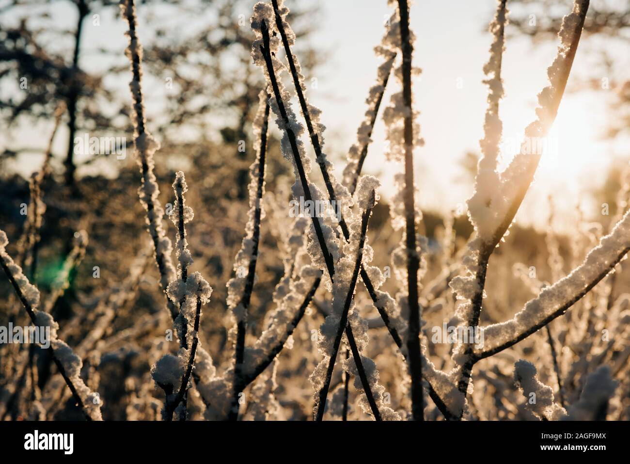 tree branches covered in snow shinning in the light at sunset Stock ...