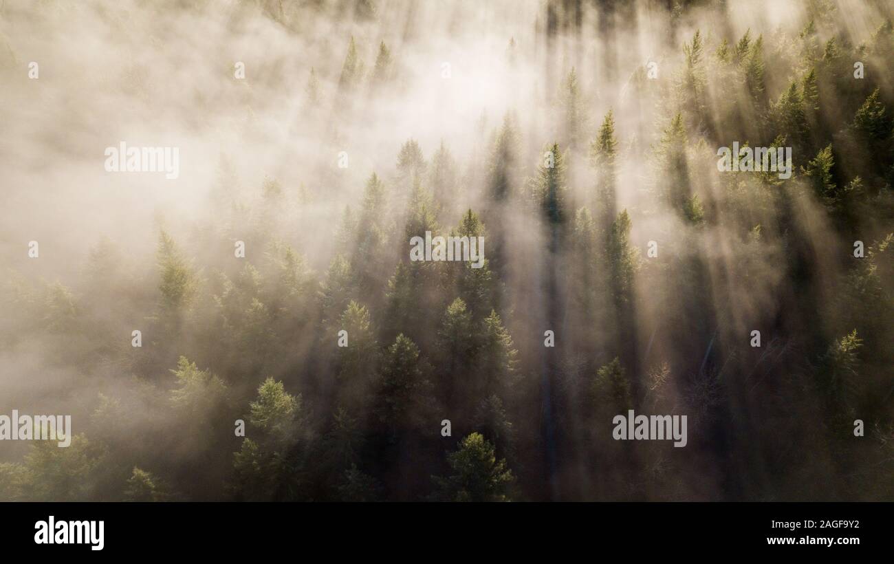 Drone through trees hi-res stock photography and images - Alamy