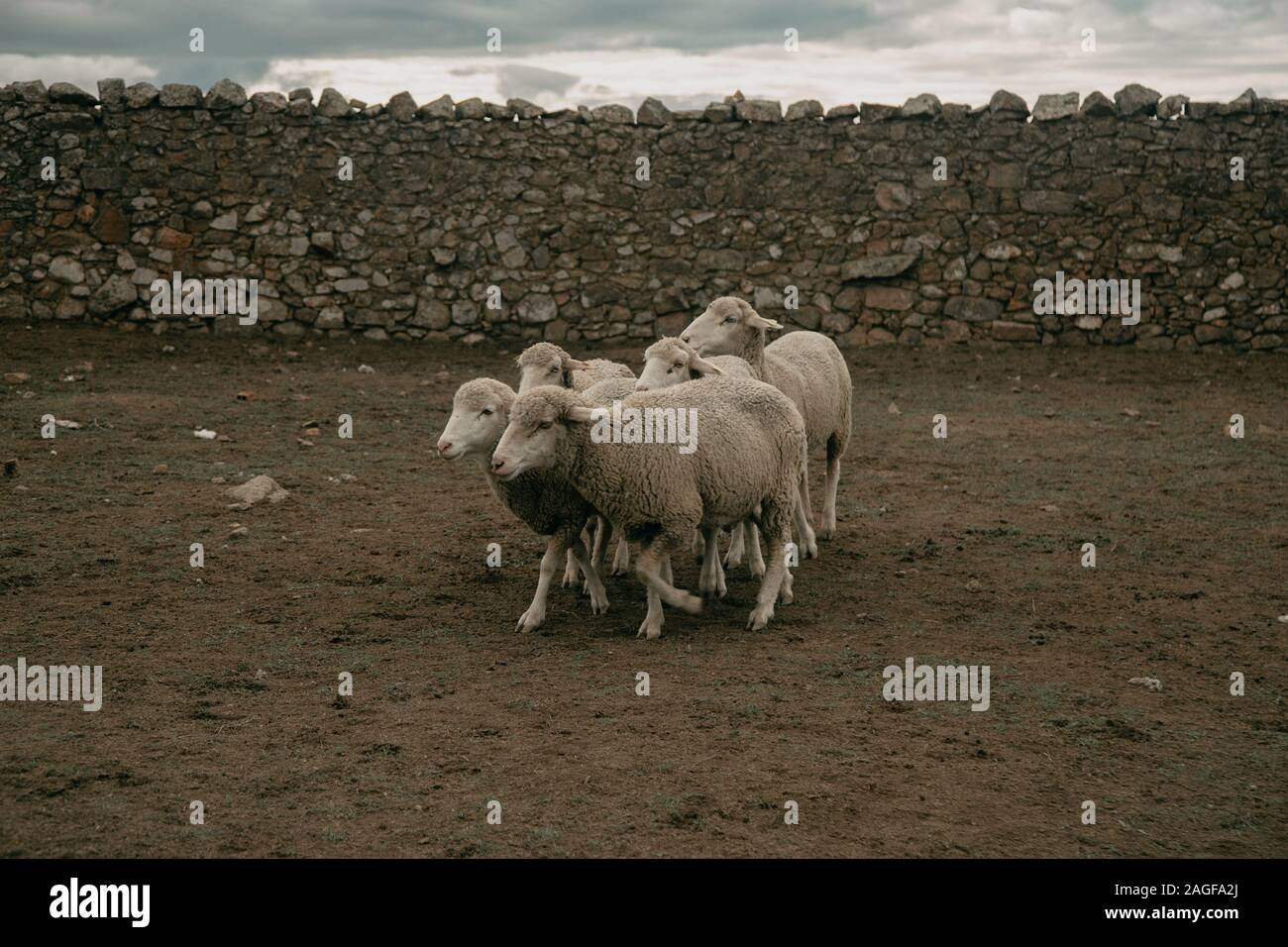 group of sheep walking in the field Stock Photo