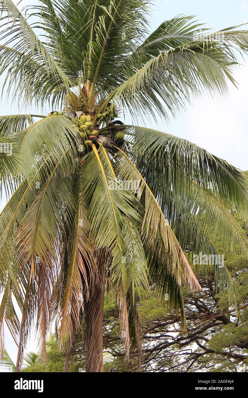 Cococoolie Tree Cocotier hi-res stock photography and images - Alamy