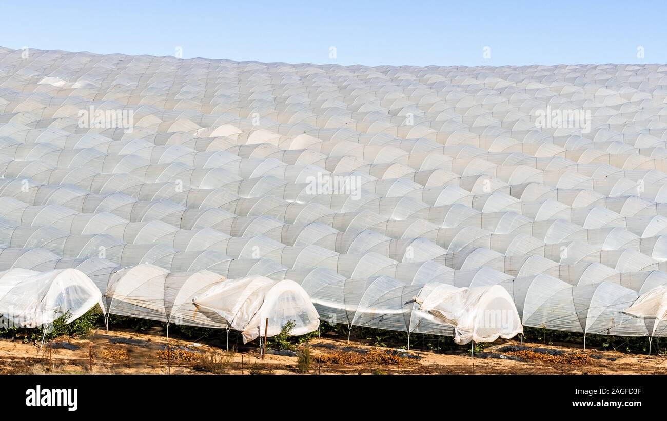 Exterior view of rows of greenhouses covering agricultural fields in