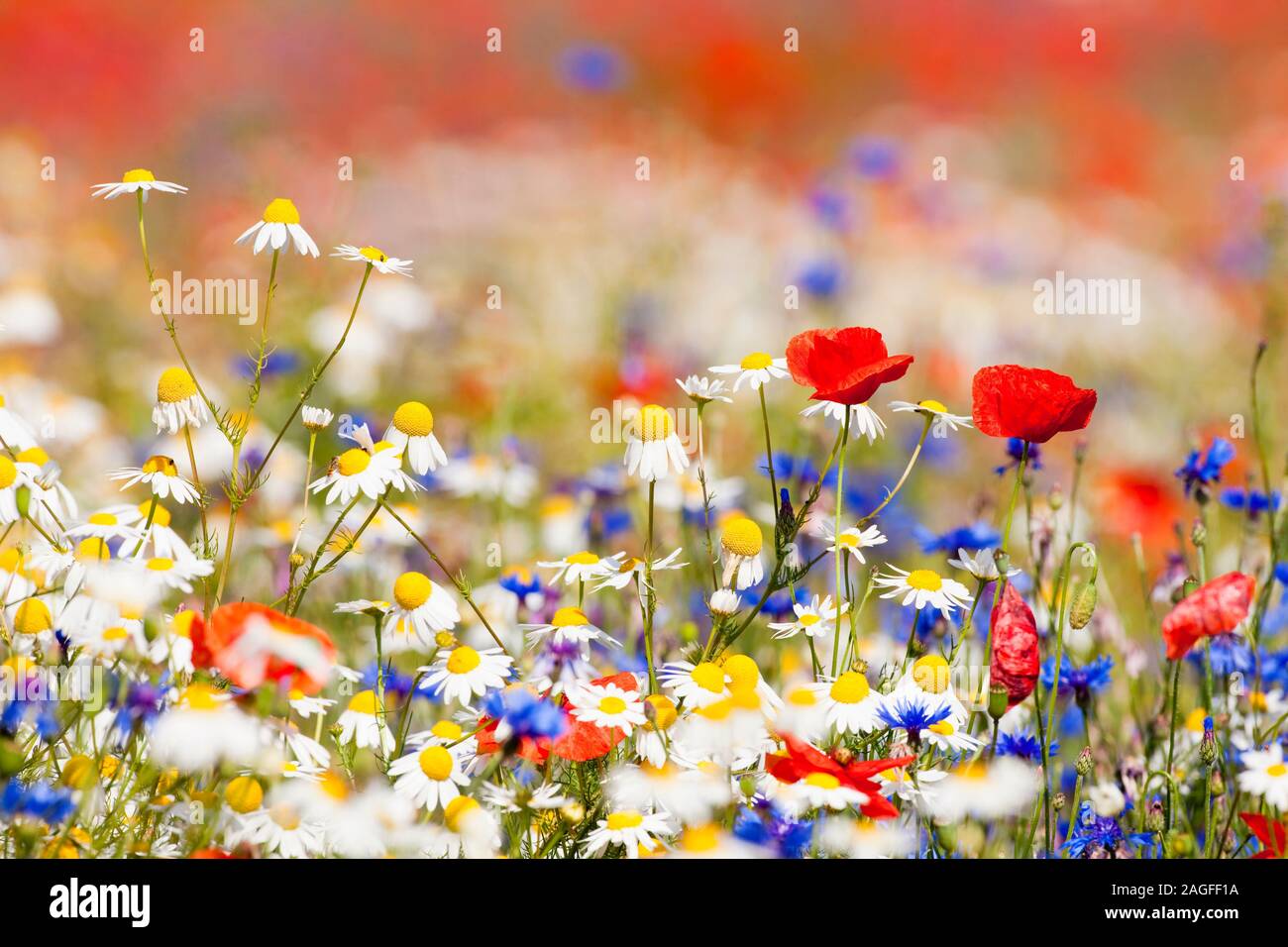 abundance of blooming wild flowers on the meadow at spring time Stock Photo