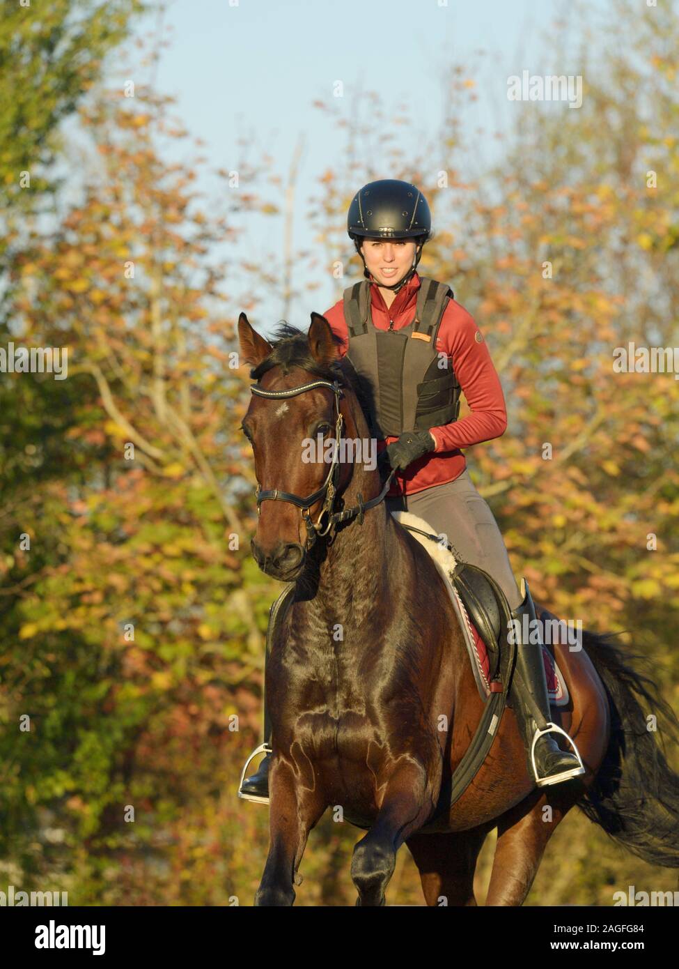 Rider riding horse autumn gallop hi-res stock photography and images ...