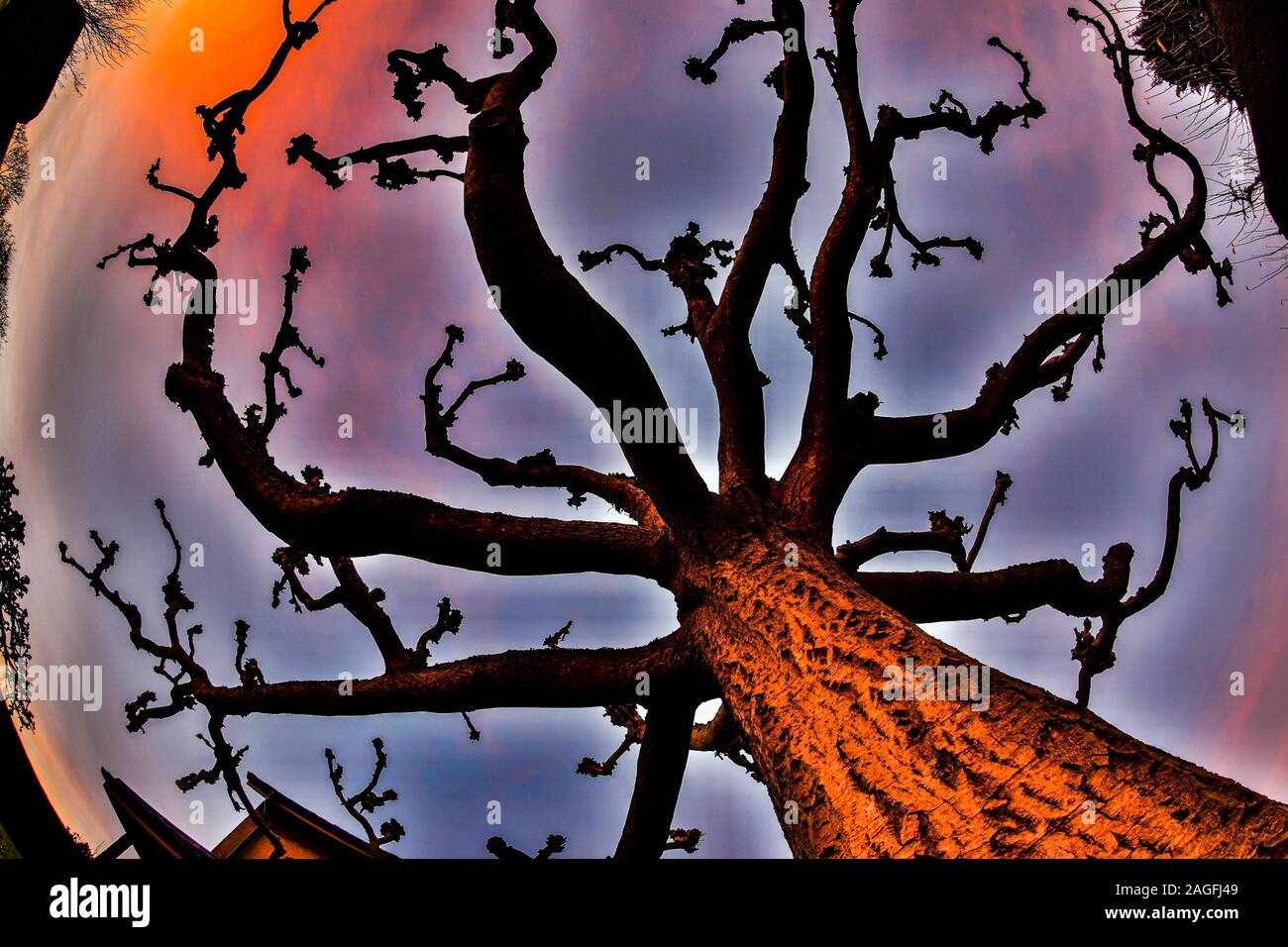 Fairy Tale Tree, Fairytale Stock Photo