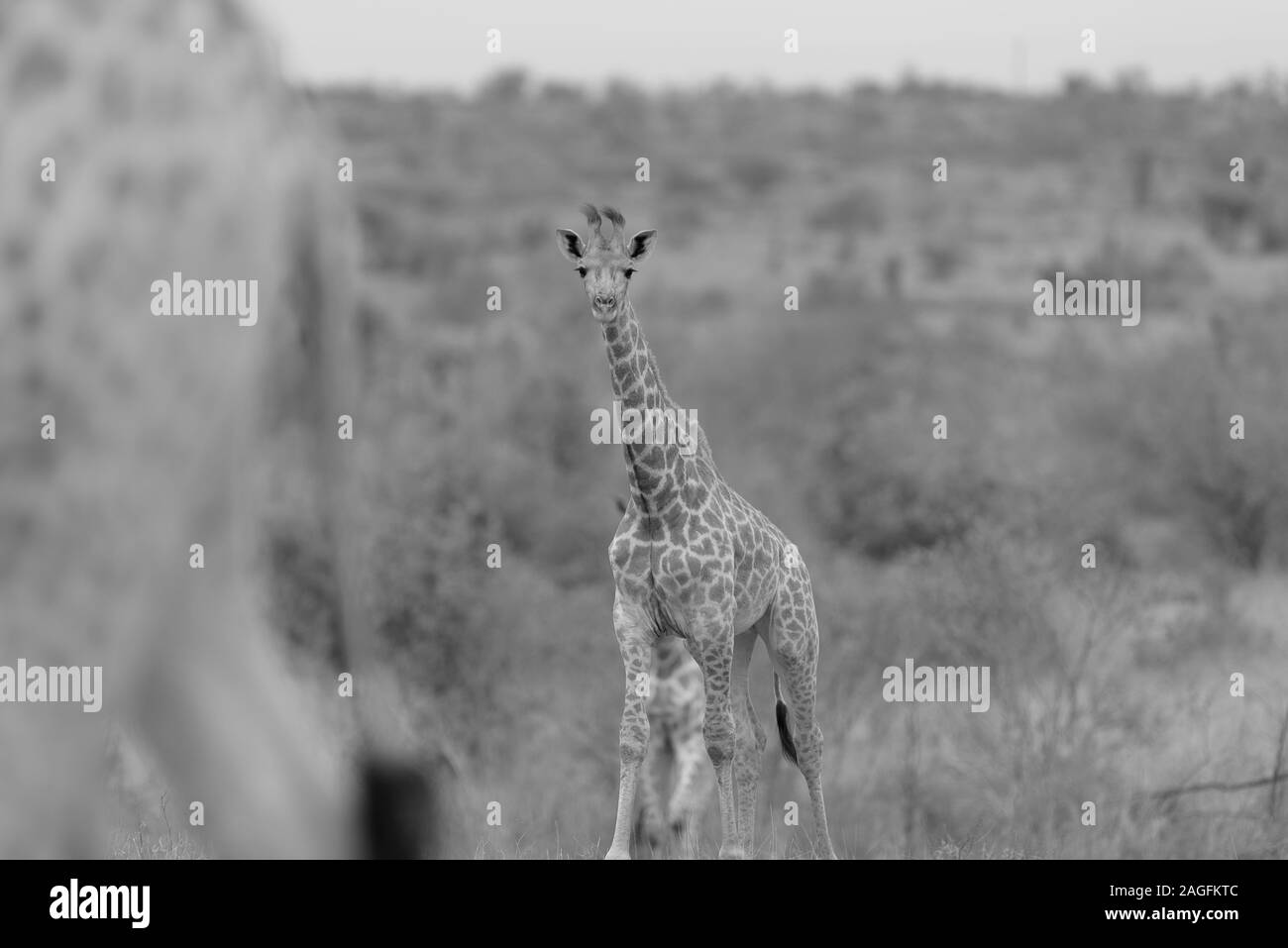 Grayscale selective focus shot of a giraffe looking towards the camera Stock Photo