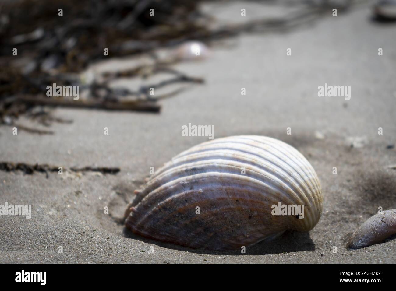 Closeup of a cockle on the beach surrounded by branches with a blurry background Stock Photo