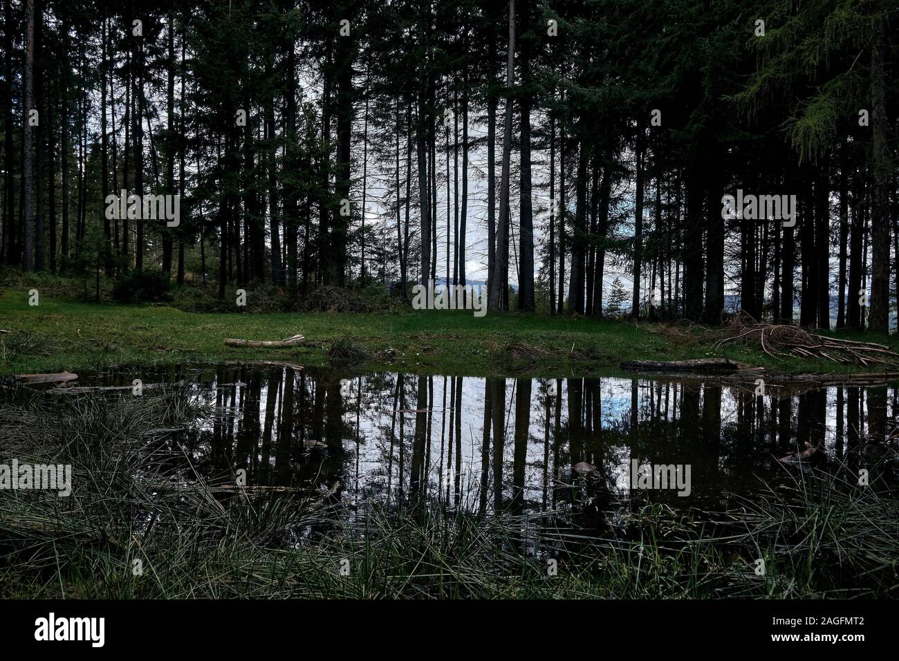 Trees of the forest reflected in the small lake Stock Photo - Alamy