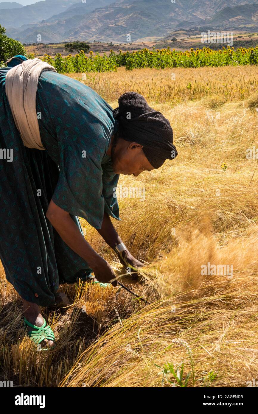 Ethiopia, Amhara Region, Lalibela, Yemrehanna Kristos, agriculture, woman harvesting tef grain crop by hand Stock Photo