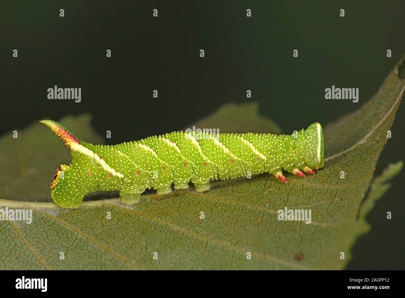 Lime Hawk-moth (Mimas tiliae) fully grown larva feeding on elm leaf, Wales, July Stock Photo