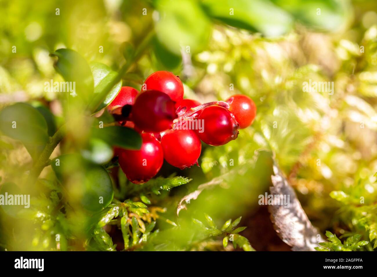 Red cranberry berry in natural nature. Forest berry, environmentally friendly product. Home treatment. Stock Photo