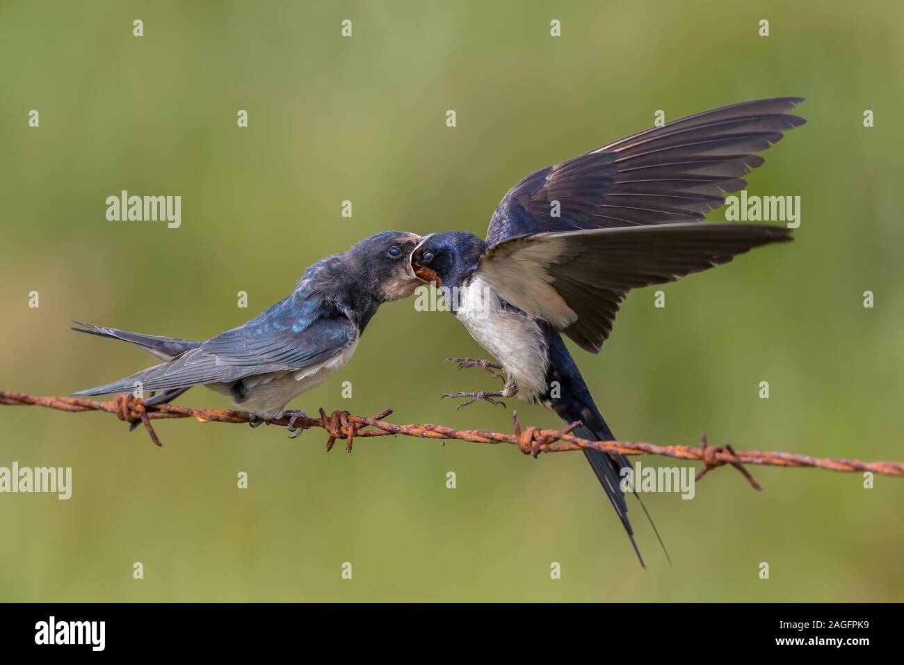 Swallow Feeding Young Stock Photo Alamy
