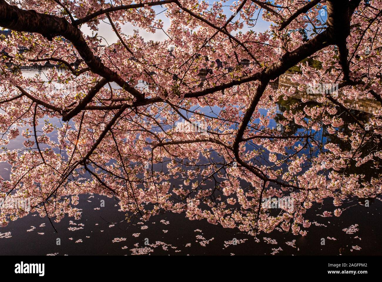 The national cherry blossom festival, hi-res stock photography and ...