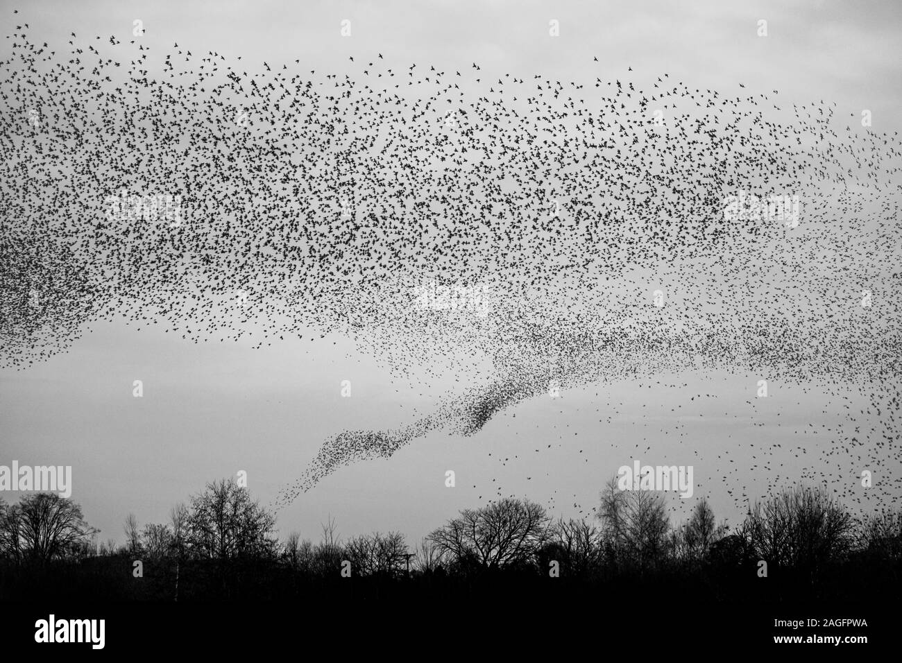 Common starling, Sturnus vulgaris, murmuration looking like a tornado of birds at Ripon as the come into a communal roost to help avoid predation Stock Photo