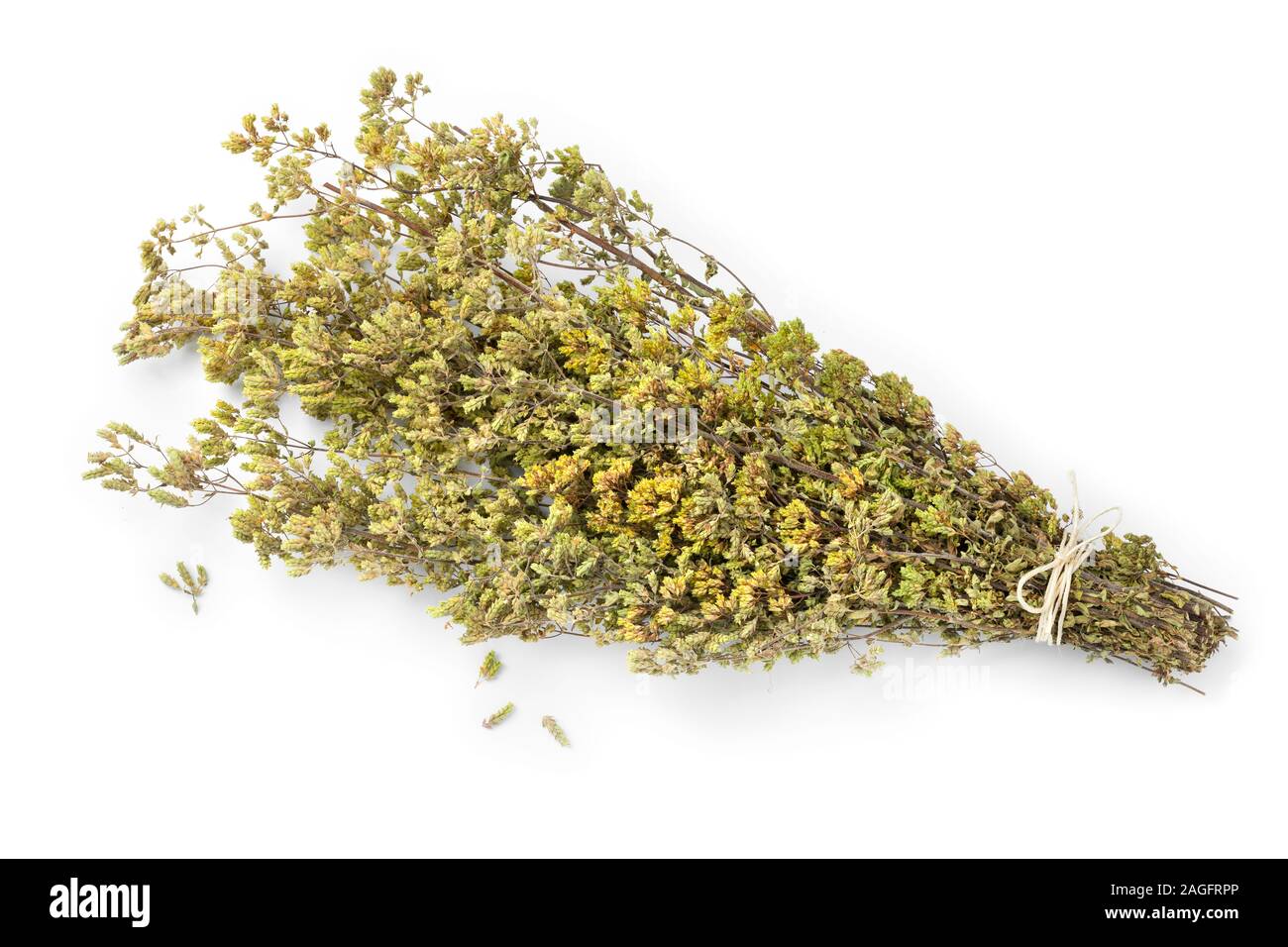 Bouquet of dried greek oregano, Origanum vulgare hirtum, isolated on