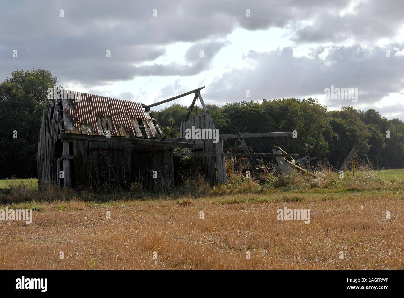 Derelict barn in field, Norfolk, England Stock Photo