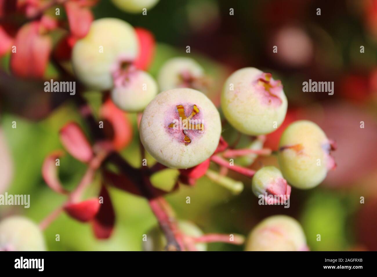 Selective focus shot of not ripe wild berries of American pokeweed during daytime Stock Photo
