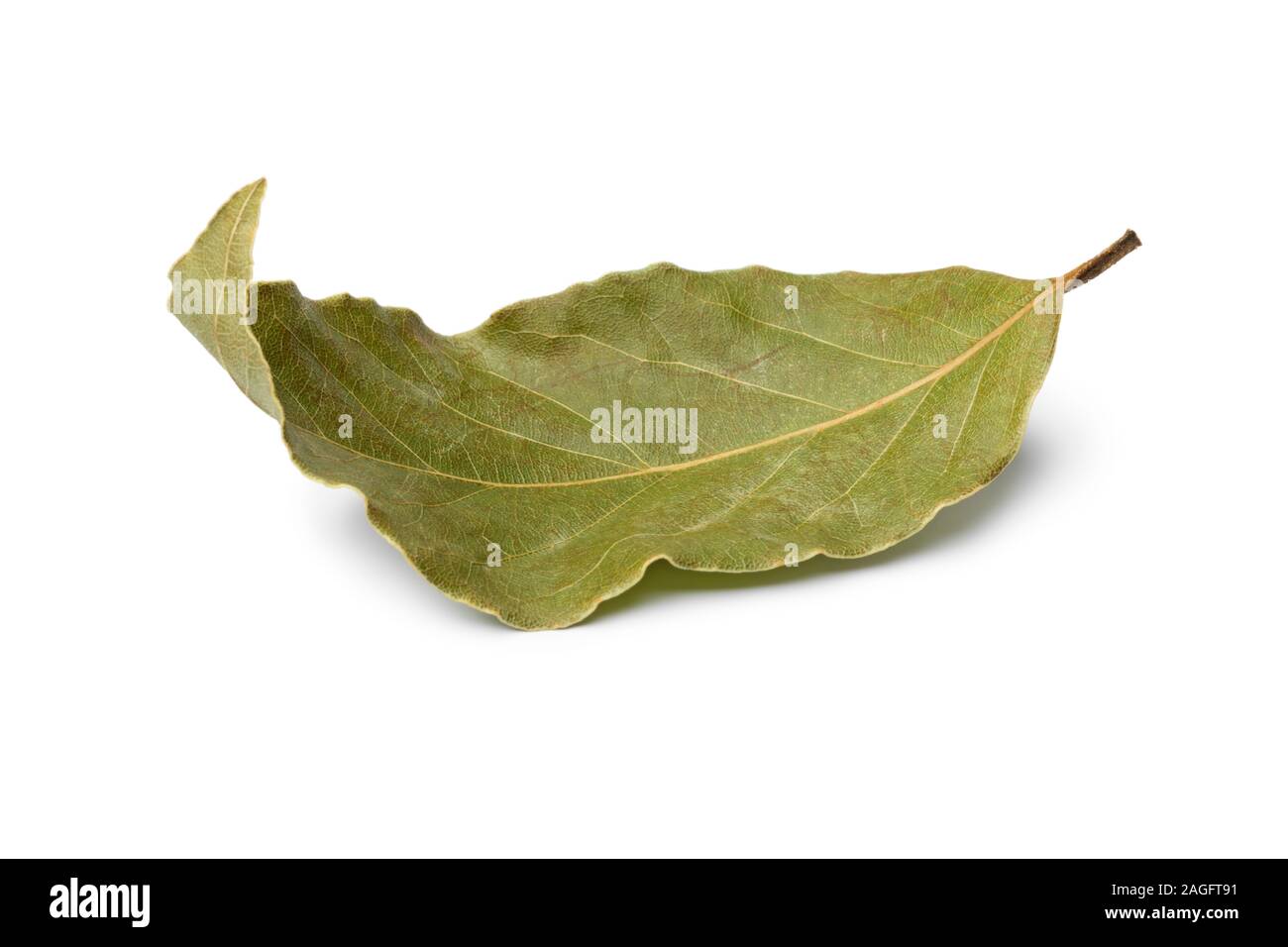 Single dried laurel bay leaf isolated on white background Stock Photo