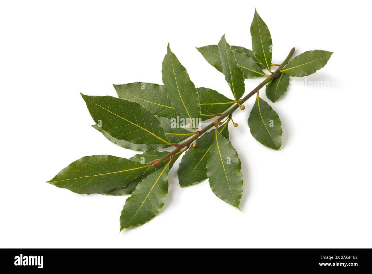 Twig of fresh picked bay leaf isolated on white background Stock Photo