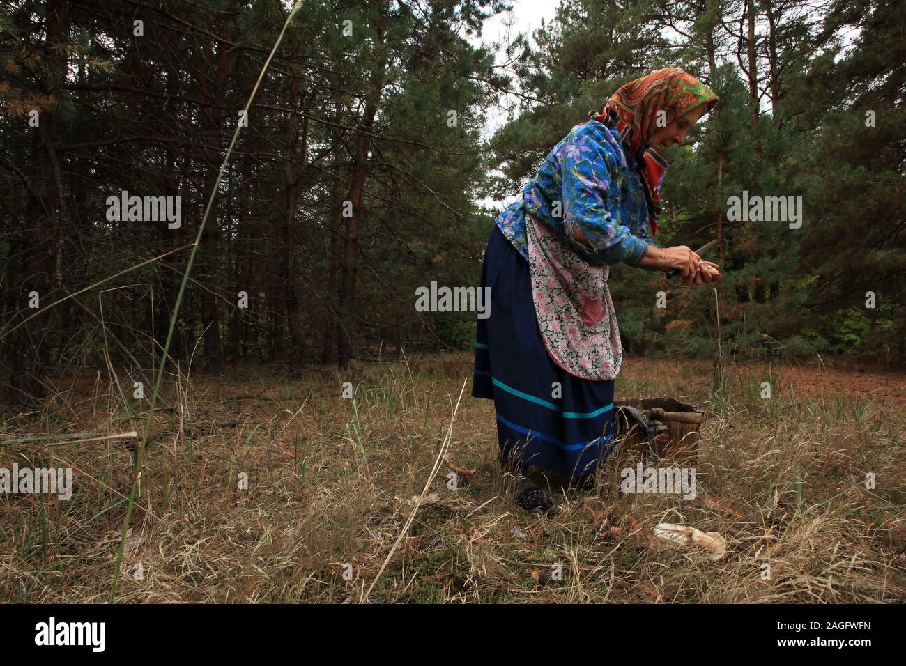 Hanna Zavorotnya while picking mushrooms in the forests around her village Kupovate in the Chernobyl Exclusion Zone. She is a self settler (Samosely), one of the babushkas who refused to leave the Zone. In the summer after the evacuation (following the Chernobyl disaster 1986) she and her family turned back to their farm. Zavorotnya lived through Stalin’s Holodomor – the genocide-by-famine of the 1930s that wiped out millions of Ukrainians – and then the Nazis in the 1940s. When asked about radiation, Zavorotnya replied: “Radiation doesn’t scare me. Starvation does.' Kupovate, Ukraine Stock Photo