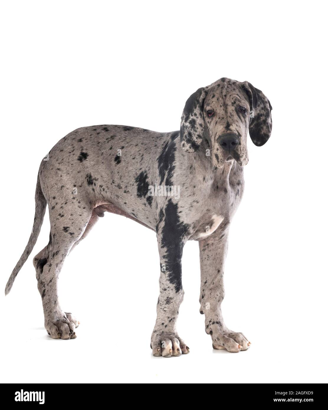 puppy great dane in front of white background Stock Photo - Alamy, image size:1112x1390