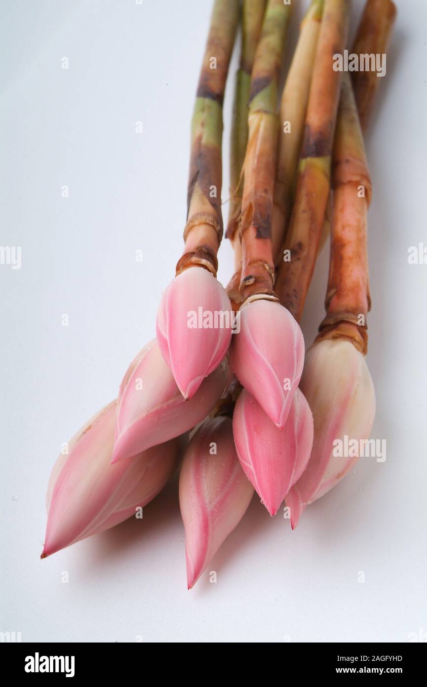 Ginger flower or Torch Ginger Bud on background new Stock Photo Alamy