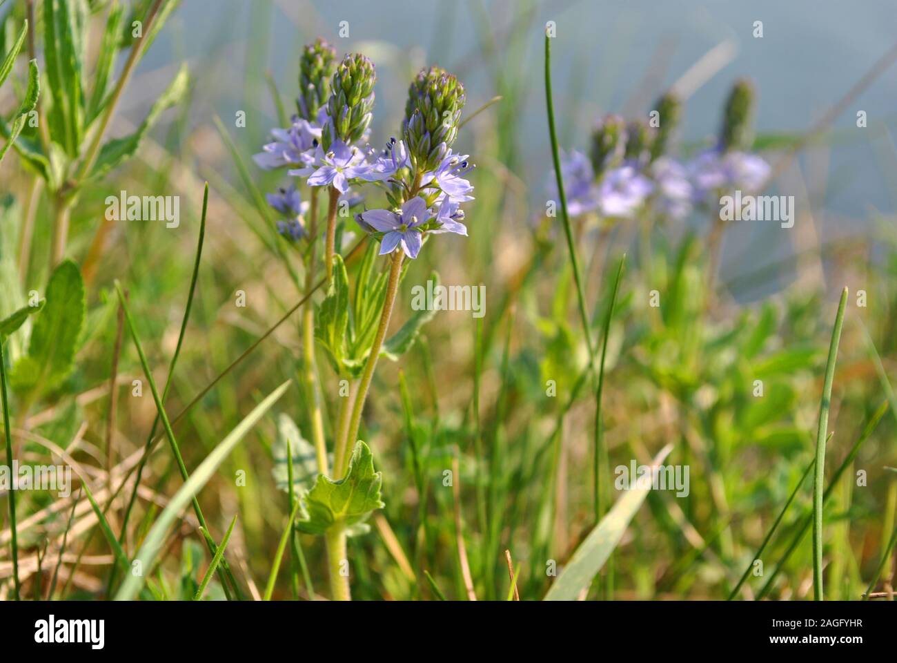 Veronica officinalis (heath speedwell; common gypsyweed; common