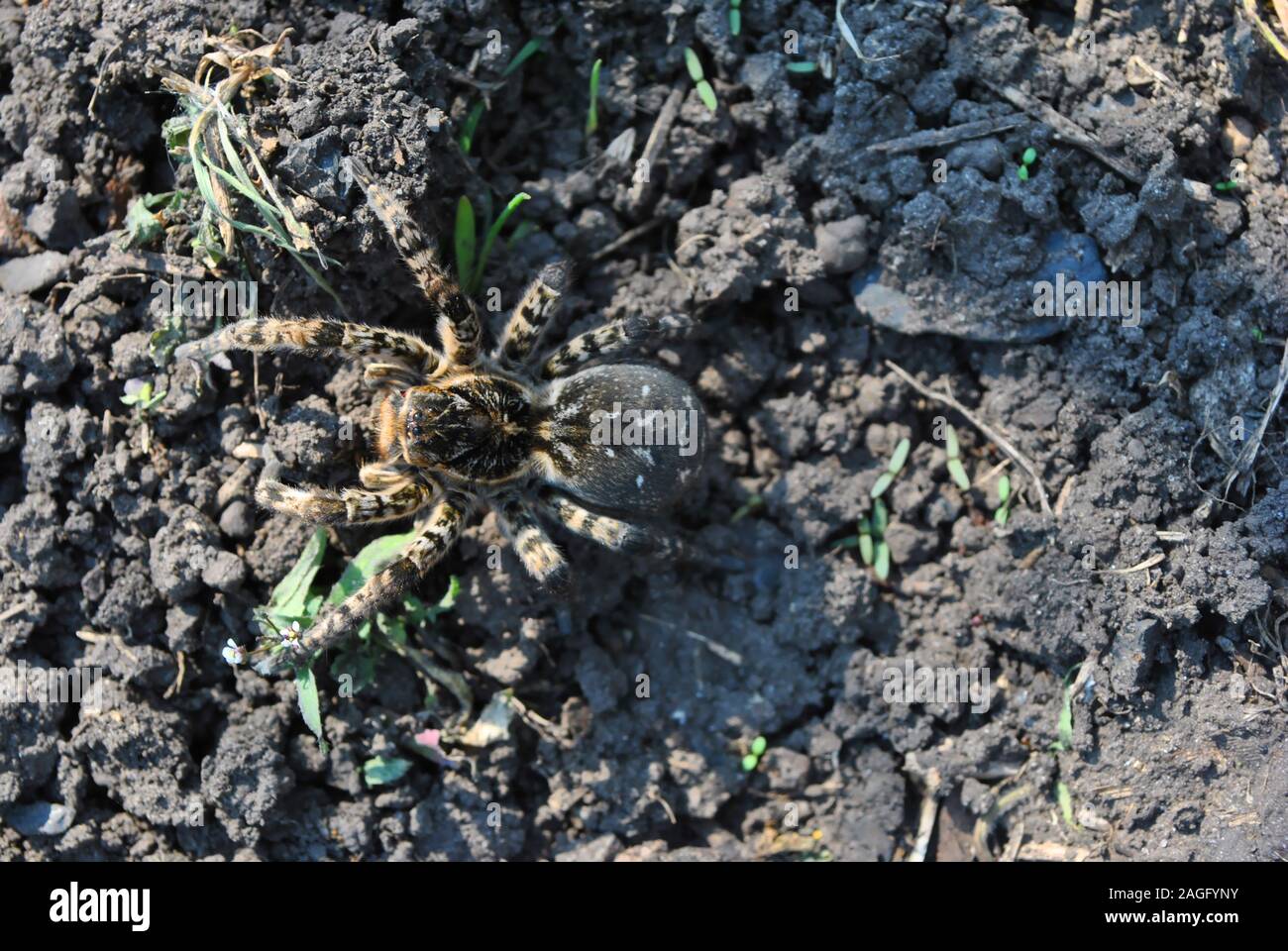Lycosa (Lycosa singoriensis, wolf spiders) on gray ground, top view Stock Photo