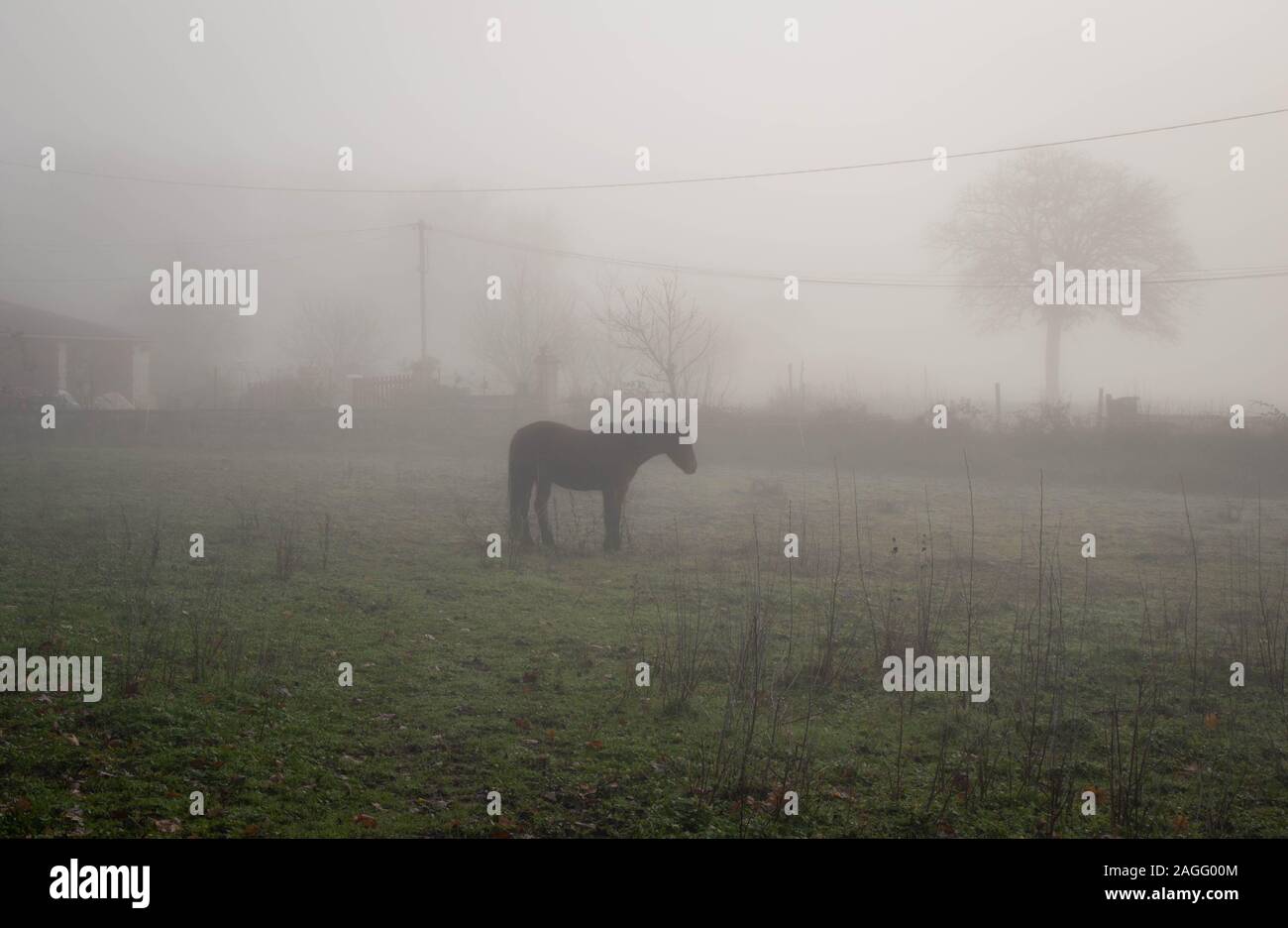 horse in a misty meadow Stock Photo