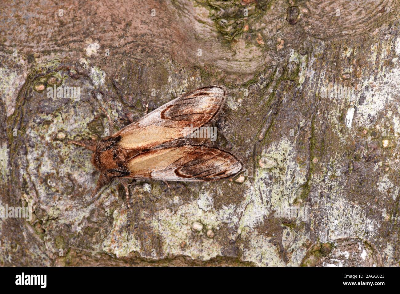 Pebble Prominent Moth (Notodonta ziczac) resting on tree trunk, Wales, July Stock Photo